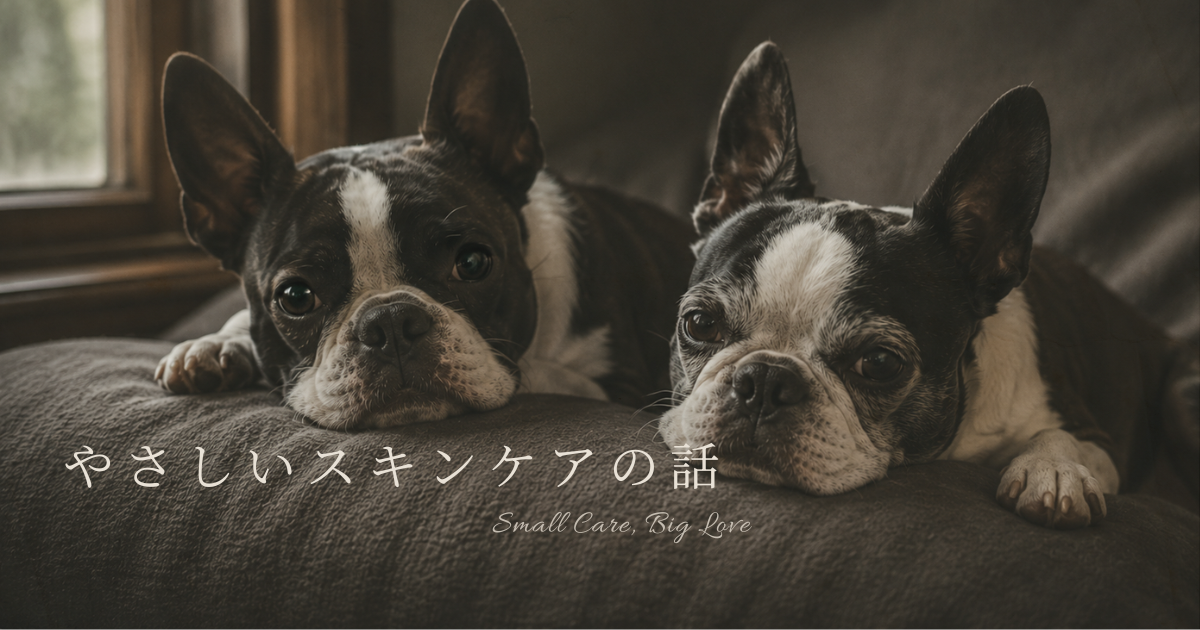 静かな雰囲気の中で並んでくつろぐボストンテリア