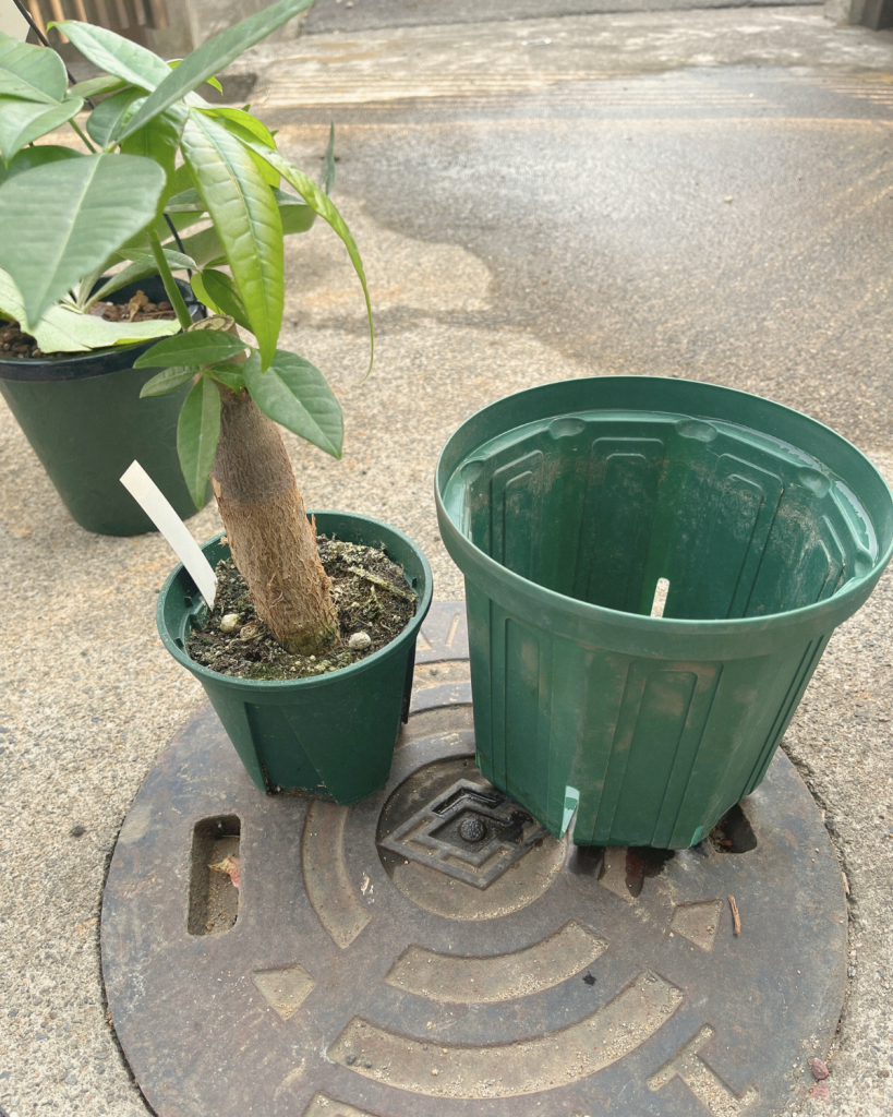 植え替えのパキラ